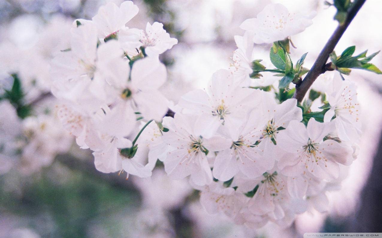 同一个菲律宾苹果id手机跟平板是同步的? - 各区苹果ID - 55dz账号网