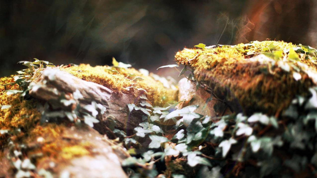 切换了越南苹果id之后通讯录没有（切换了apple id通讯录都没了） - 各区苹果ID - 55dz账号网