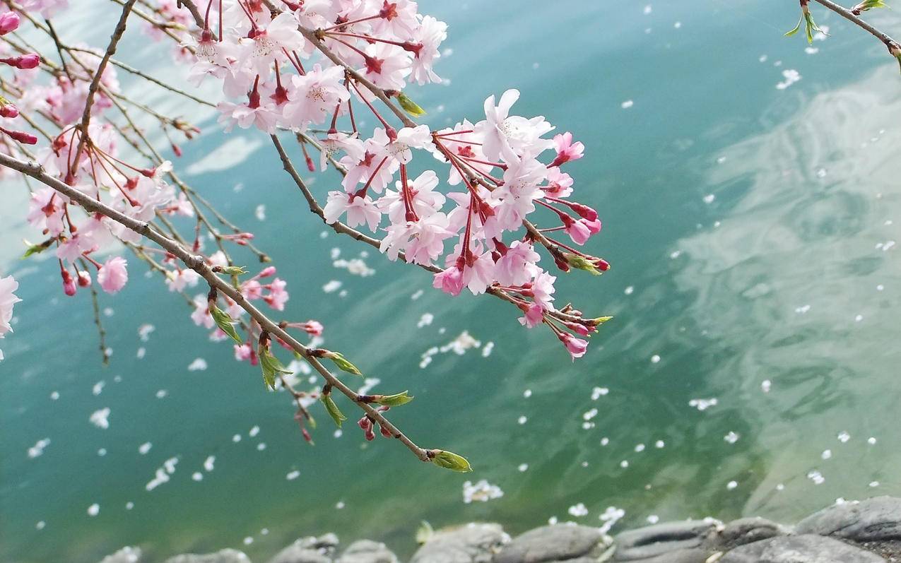 ridemybike什么意思中文翻译_ridebike的中文意思 - messenger相关 - 55dz账号网