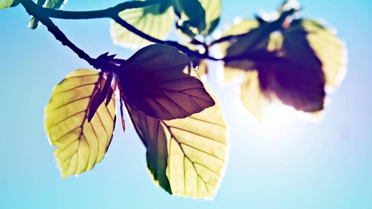 苹果手机appleid被锁定怎么解除_iphoneid被锁定怎么解除 - Apple ID相关 - 55dz账号网