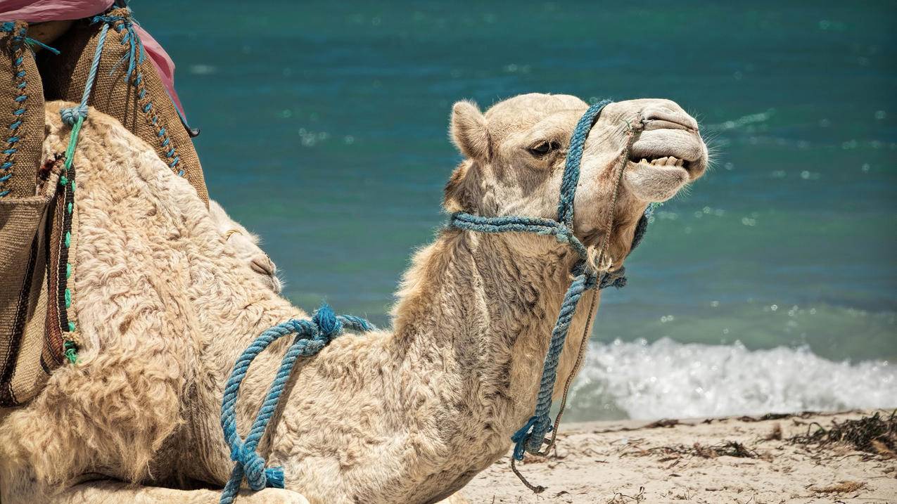 全民刷赞 - 快手自助下单,快手一块钱100个赞,在线刷快手