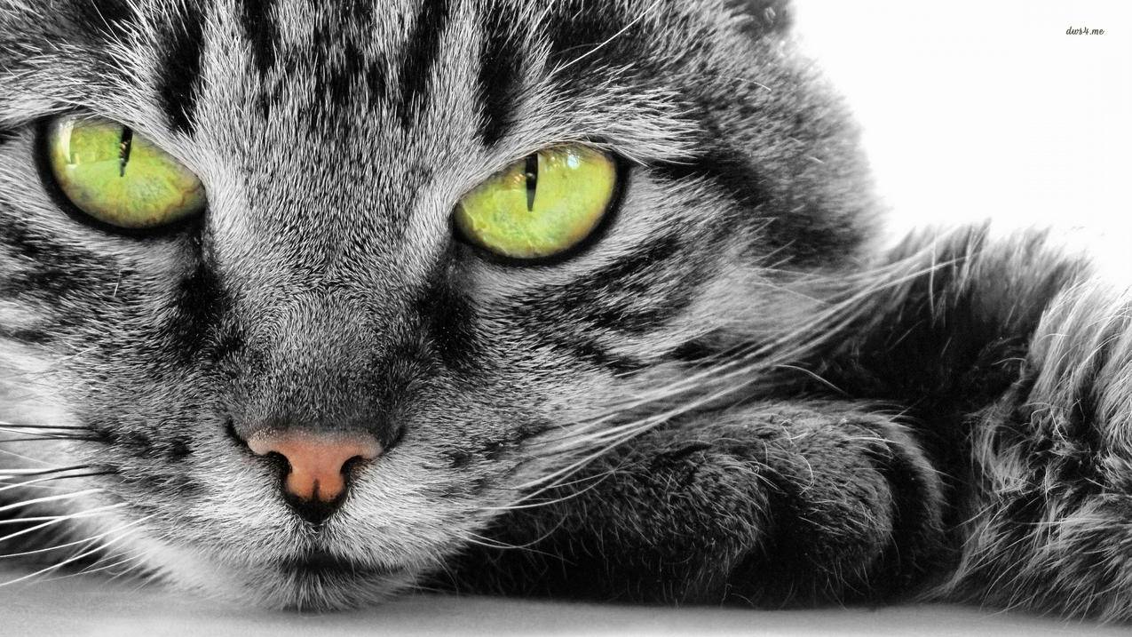 nba2k19可以离线玩mc吗_nba2k19还能玩mc吗 - IOS分享 - 55dz账号网