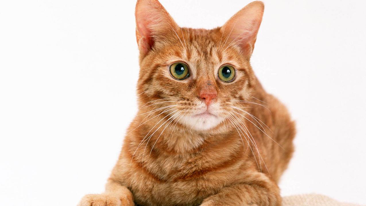 抖音刷赞业务自助平台 - 快手自助下单,夏别代刷网,代刷网