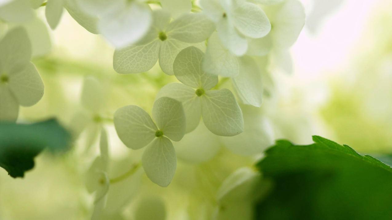 微信小程序转二维码工具_小程序二维码转普通二维码 - 微信相关 - 55dz账号网