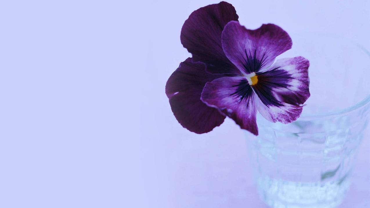 微信支付宝抖音赞 - 低价抖音刷赞吧网站,QQ520代刷网,84代刷平台,仙女逗逗代刷