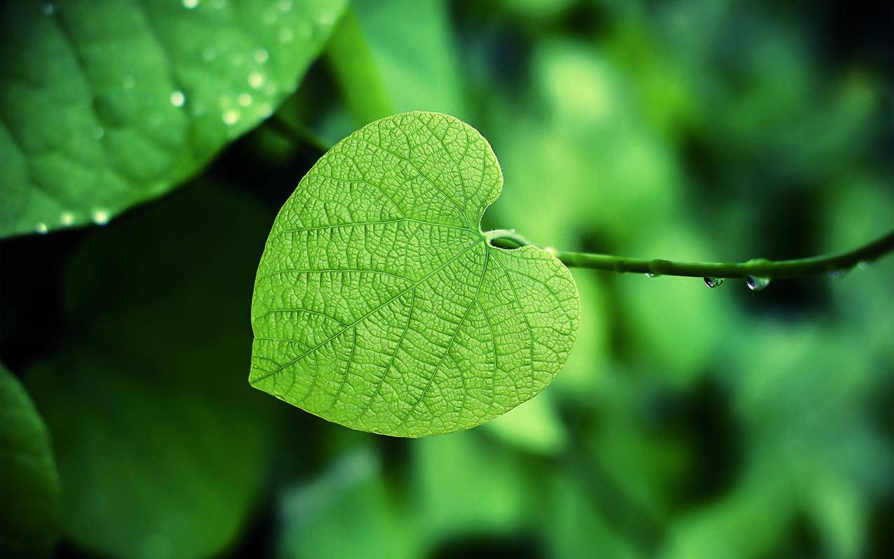 facebook手机中文版下载_facebook中文下载安卓版下载 - facebook相关 - 55dz账号网