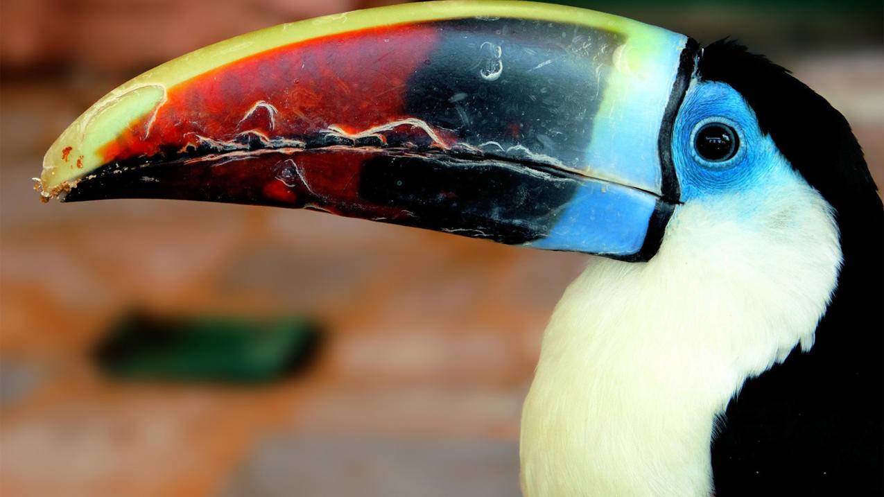 facebook安卓最新版下载_facebook安卓下载最新版下载 - messenger相关 - 55dz账号网