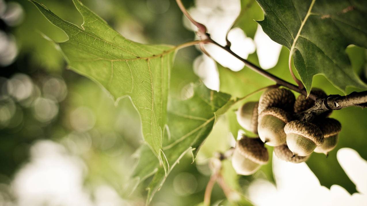香港苹果id找不到订阅管理爱奇艺_苹果手机id里没有订阅 - 香港苹果ID - 55dz账号网