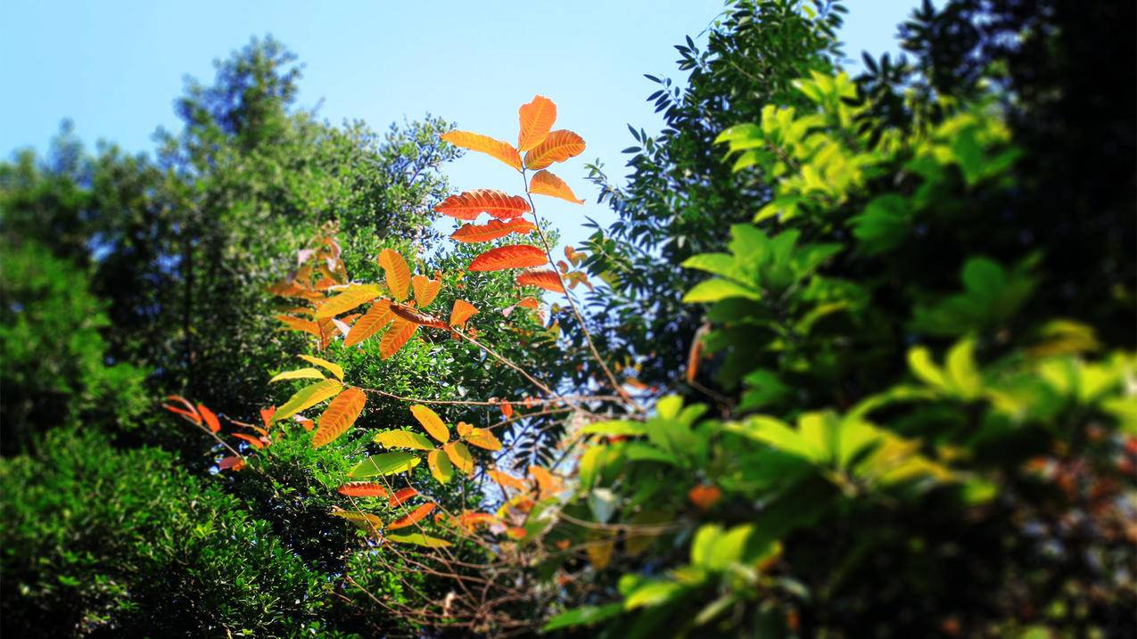 备战“双十一”：淘宝下注种草，抖快发力商城，视频号、小红书搅局…… - Apple ID相关 - 55dz账号网