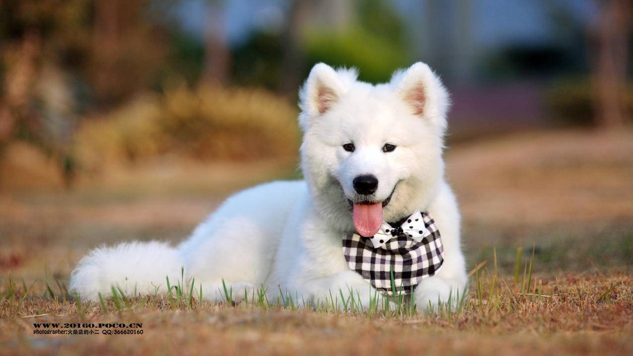 手机版nba2k20手游技巧_nba2k20手游操作技巧 - IOS分享 - 55dz账号网