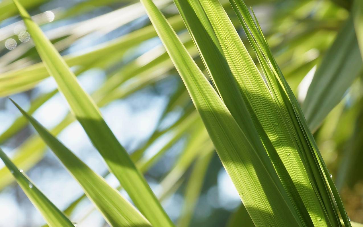 facebook怎么是中文_facebook怎么翻译成中文 - facebook相关 - 55dz账号网