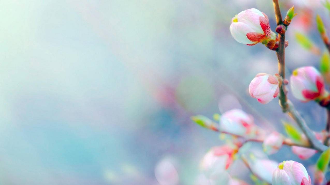 关于appleid尚未用于appstore什么意思电脑的信息 - Apple ID相关 - 55dz账号网