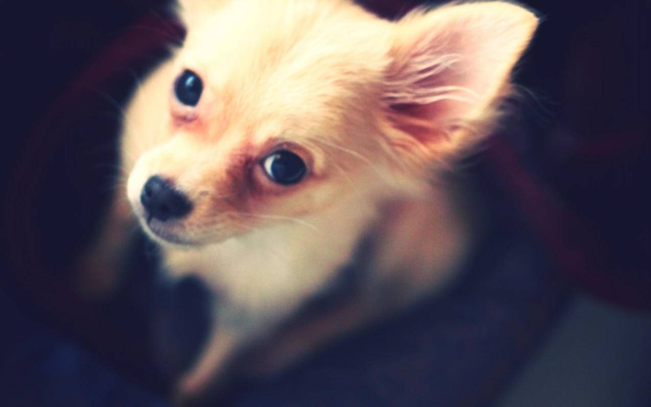 facebook注销账号网址_facebook账号 - facebook相关 - 55dz账号网