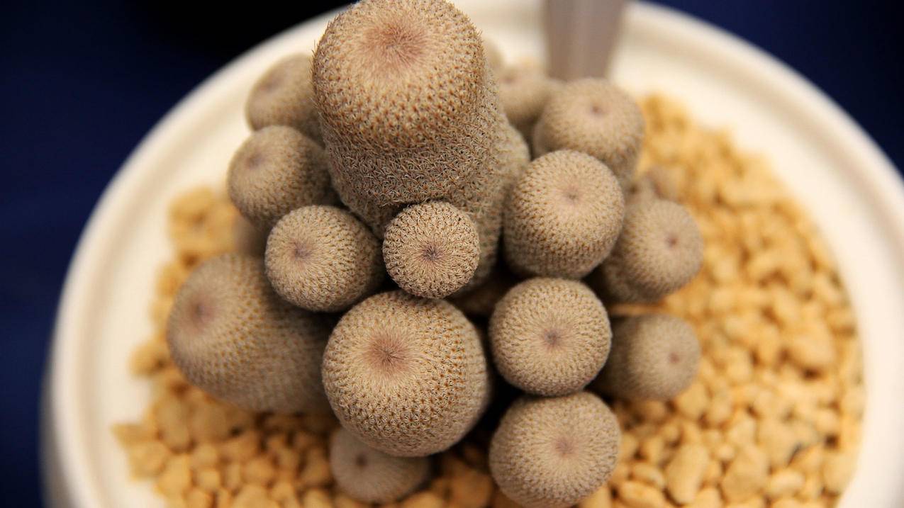 快手怎样刷粉丝 - 抖音双击一元100个点赞微信支付,抖音超低价代刷网,抖音业务下单平台