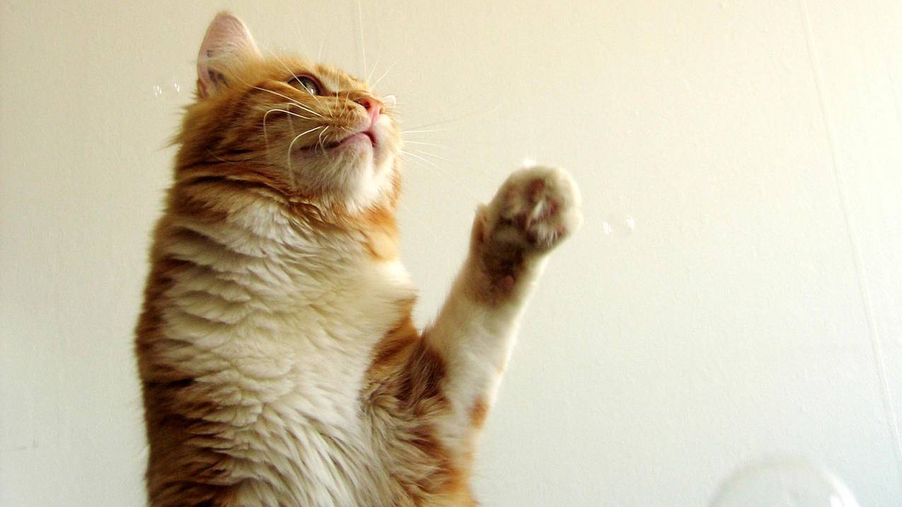 微信有办法找回删除的好友吗_微信有没有办法找回删除的好友 - 微信相关 - 55dz账号网