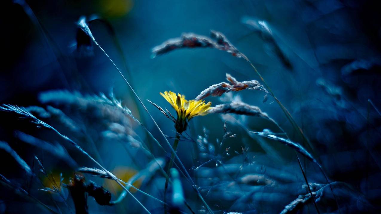 拼多多砍价小狮子怎么砍-dy业务网