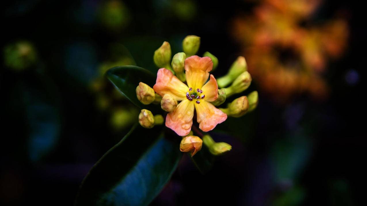 fifaonline4cap套_fifaonline4卡套 - Line相关 - APPid共享网