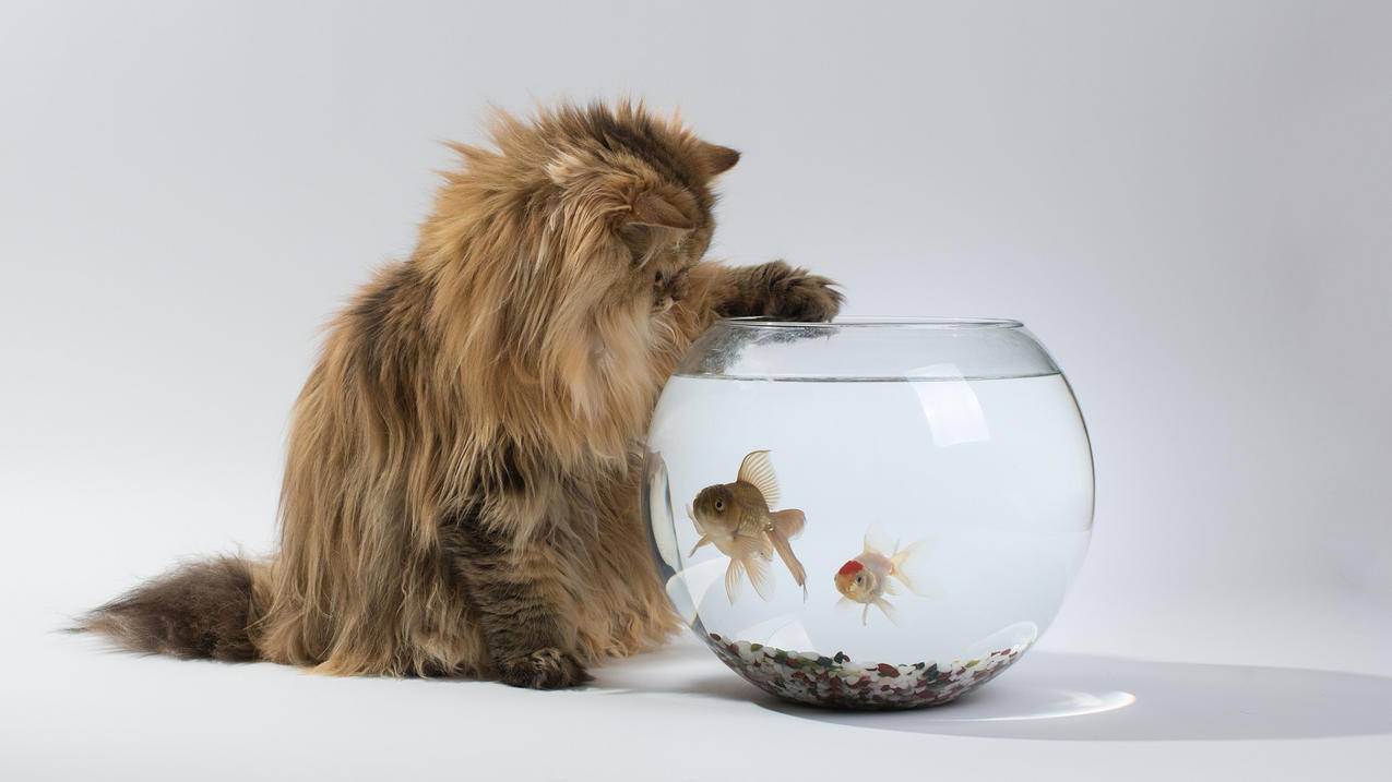 新买的苹果手机appleid登陆不上_刚注册appleid登不上去 - 各区苹果ID - 55dz账号网