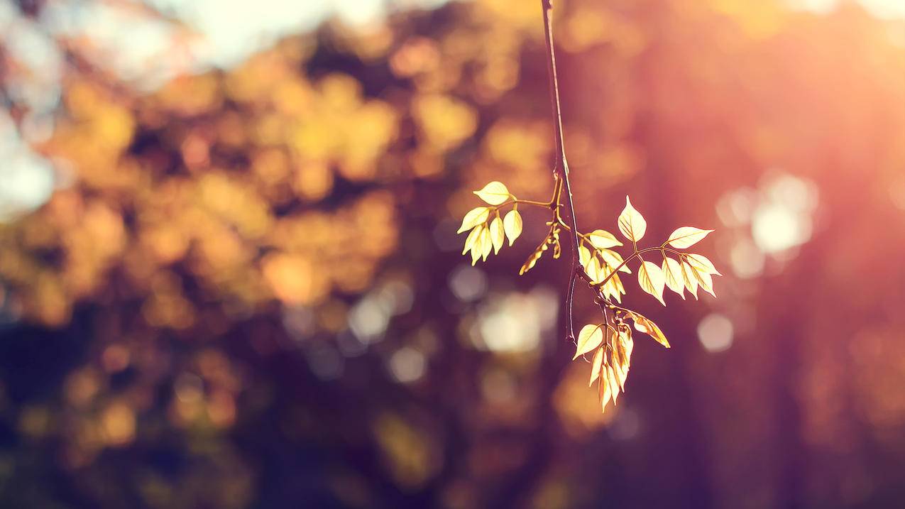 小火箭Shadowrocket兑换码的简单介绍 - 注册外服方法 - 55dz账号网