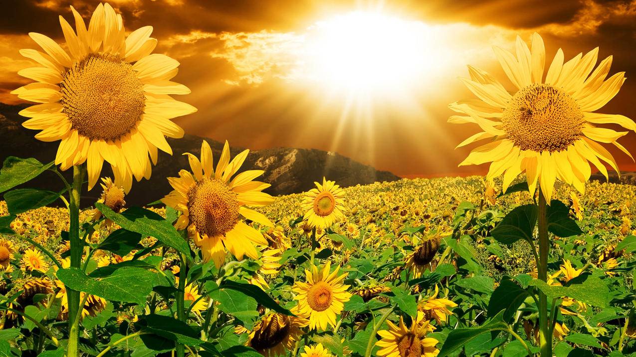 googleplay系统更新点不了_google play系统更新点不了 - google相关 - 55dz账号网