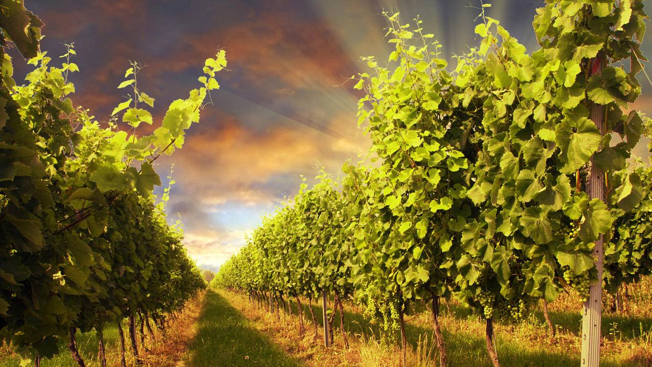 小火箭加速器下载_小火箭加速器下载要钱 - 注册外服方法 - 55dz账号网