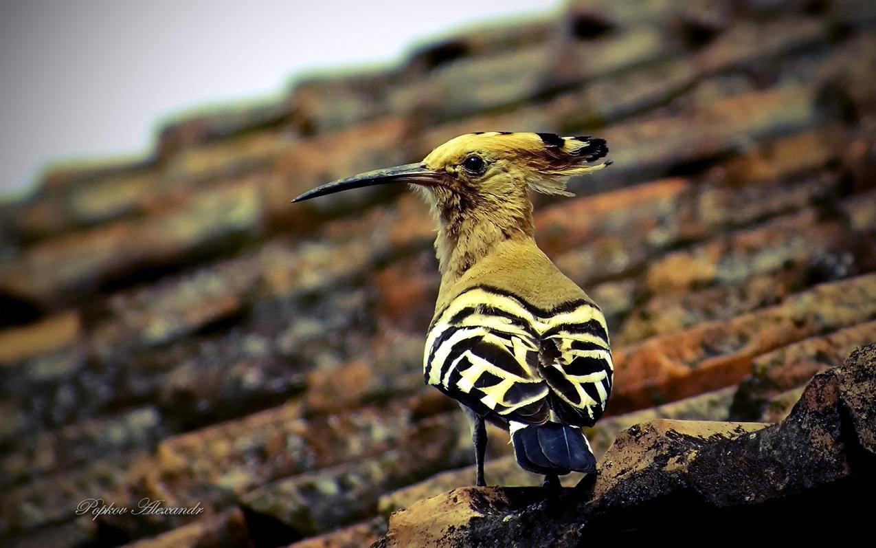 快手刷粉丝一块钱100个 - qq刷赞便宜平台,QQ刷赞代刷网便宜_抖音关注免费刷