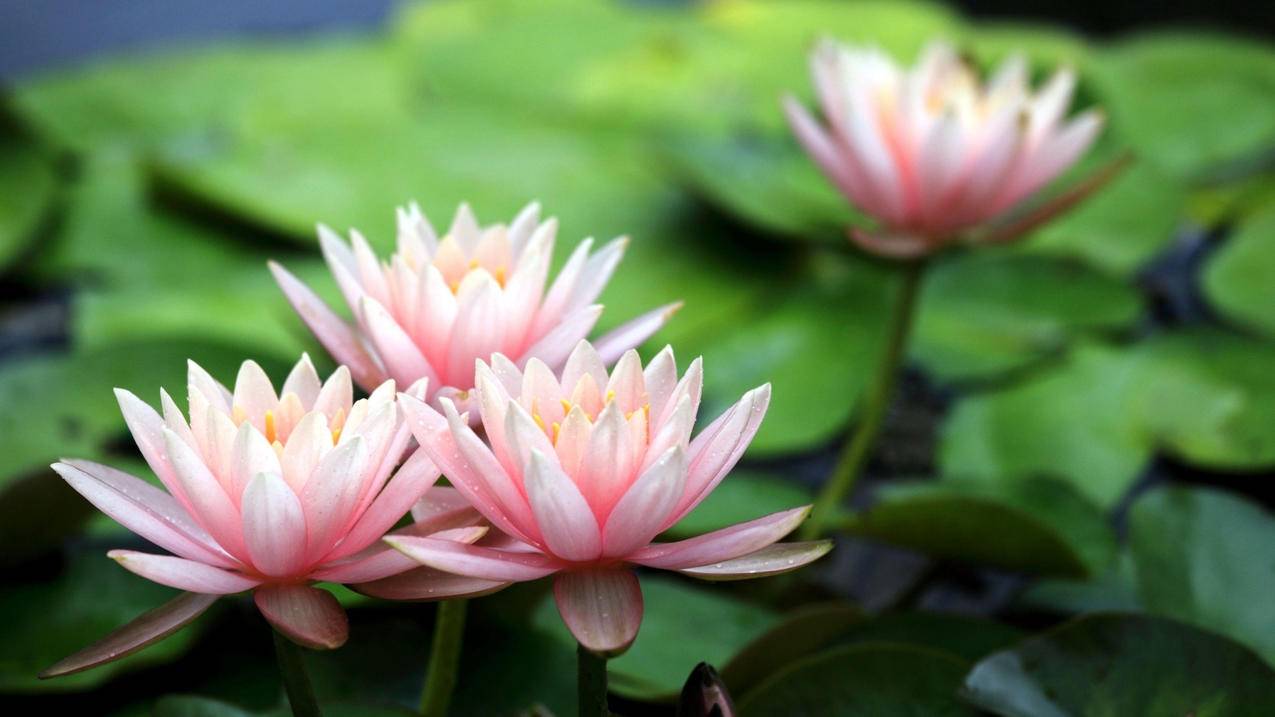 极越CEO称不会跑路：将与百度、吉利沟通 明确员工赔偿方案-苹果id平台