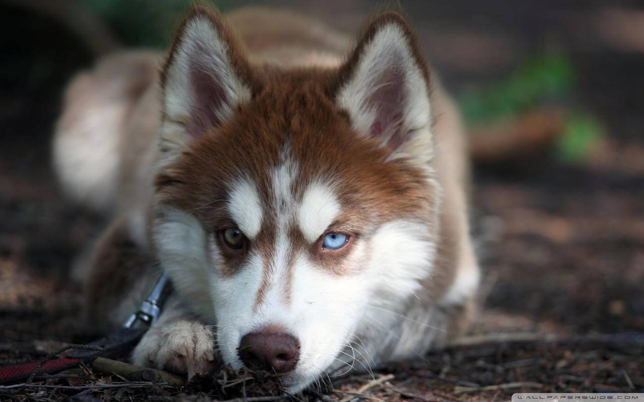 v2ray服务端_v2ray服务端配置文件 - 注册外服方法 - 55dz账号网