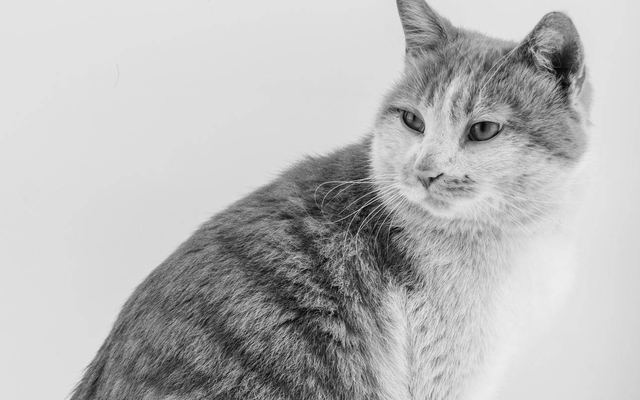 clash下载配置文件_clash下载配置文件进度条不动 - clash相关 - 55dz账号网