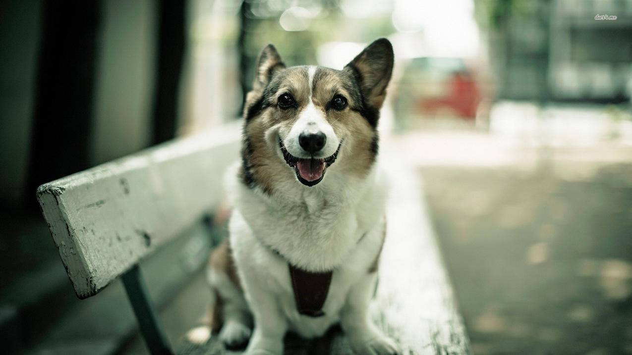 韩国苹果id密码多次输错怎么办_苹果id密码输错了怎么办 - 韩国苹果id - 55dz账号网