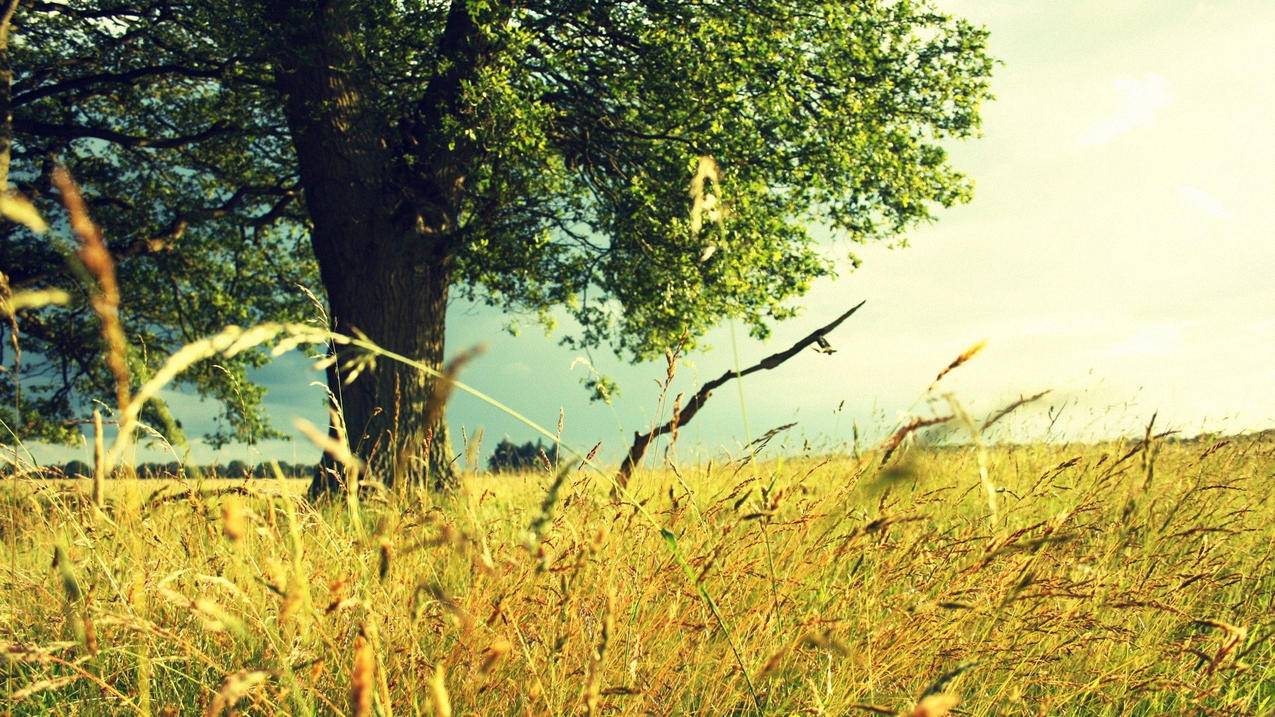 华为怎样安装googleplay_华为怎样安装谷歌三件套 - google相关 - 55dz账号网