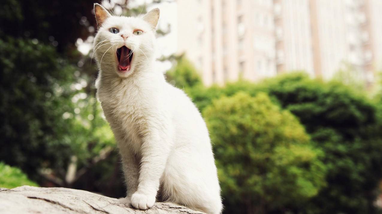 为什么登上越南苹果id后没有照片（为什么登上越南苹果id后没有照片了） - 各区苹果ID - 55dz账号网