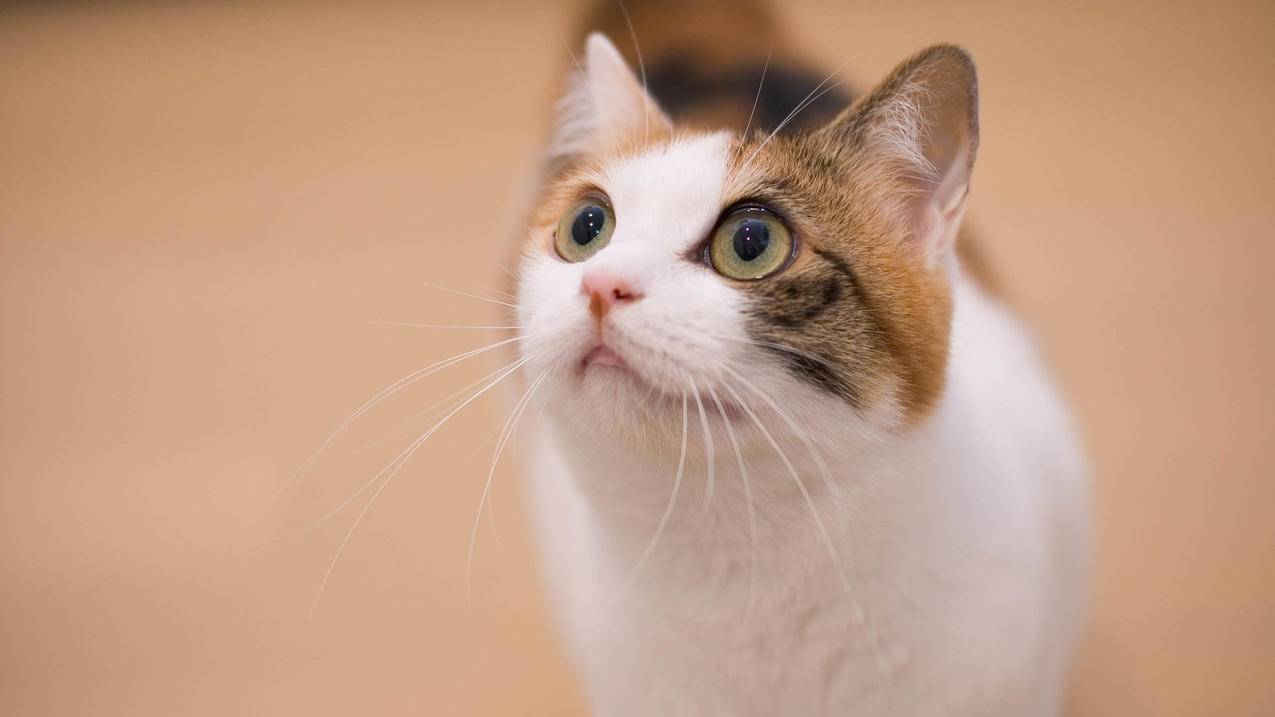 苹果id账号密码都忘记了怎么办 ， 苹果ID密码不小心被我忘记了怎么办  - 55dz账号网