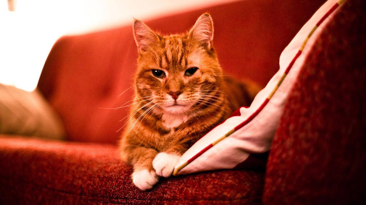 台湾appleid是什么意思锁定怎么解锁_有id锁的iphone怎么解 - 台湾苹果ID - 55dz账号网