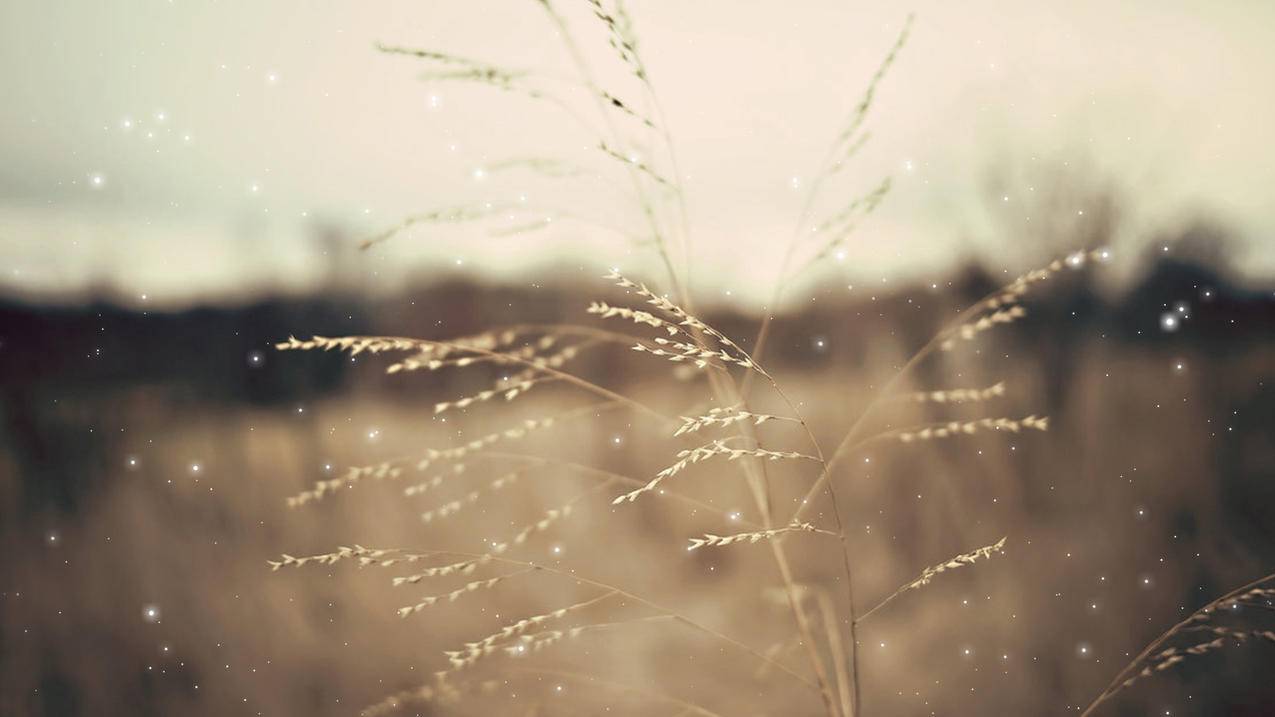 苹果id不能退出登录是灰色的 ， appleid灰色无法退出  - 55dz账号网