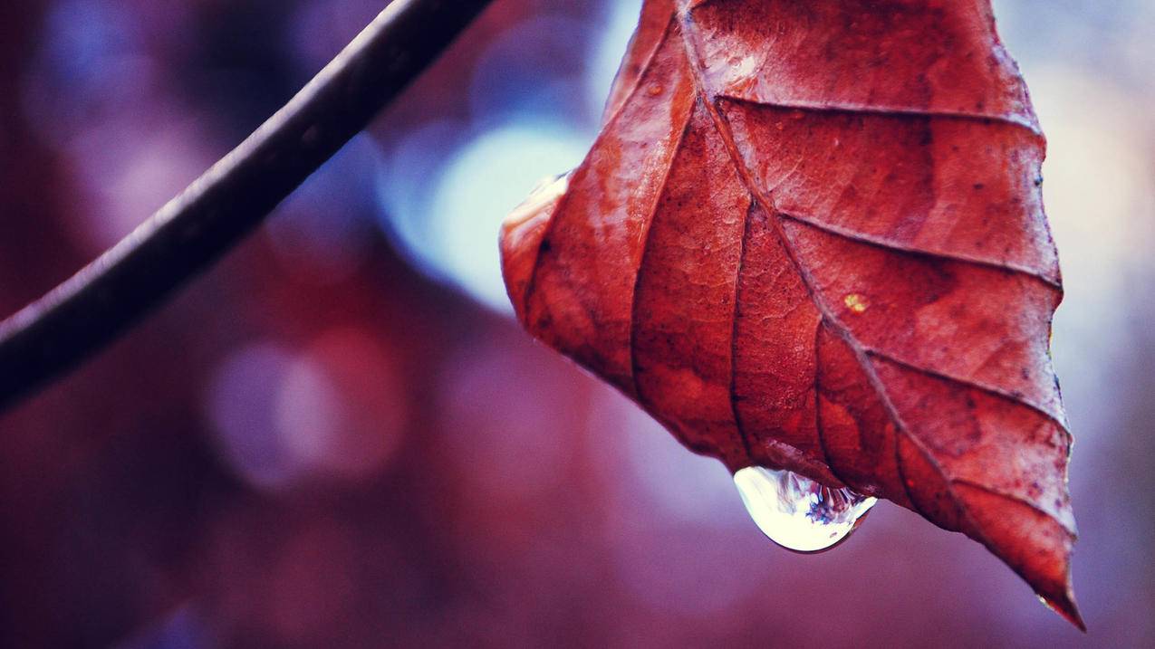 「新」美版iCloud账号免费获取[2024高品质分享]_海外账号购买网