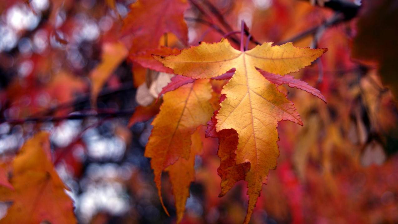 拼多多砍价砍了多少人 - ks业务 - 蘑菇业务网