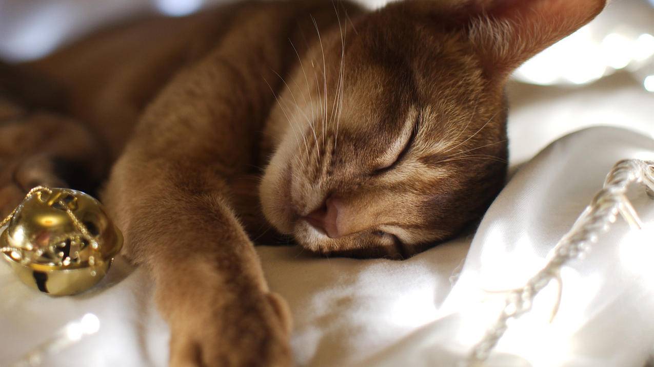 包含下载Shadowrocketappleid的词条 - 注册外服方法 - 55dz账号网