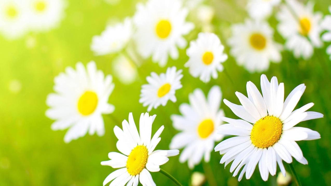 不用越南苹果id下载应用越南apple id（苹果越南ID） - 各区苹果ID - 55dz账号网