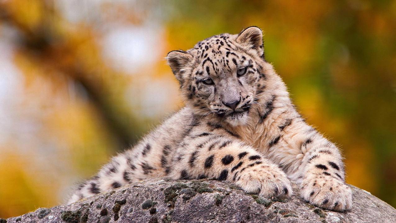 苹果id密码和电子邮件都忘了怎么办_苹果id密码和电子邮件都忘了怎么办 - 各区苹果ID - 55dz账号网