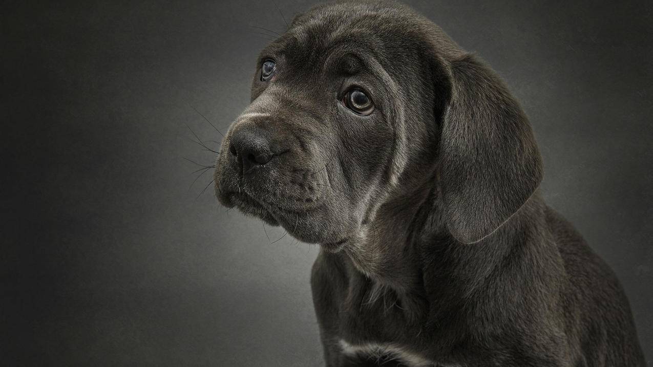 zoom大学是什么意思中文_Zoom大学是什么意思 - zoom相关 - 55dz账号网