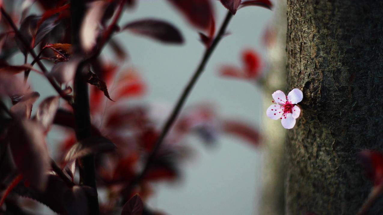 包含shadowrocket下载要钱的词条 - 注册外服方法 - 55dz账号网