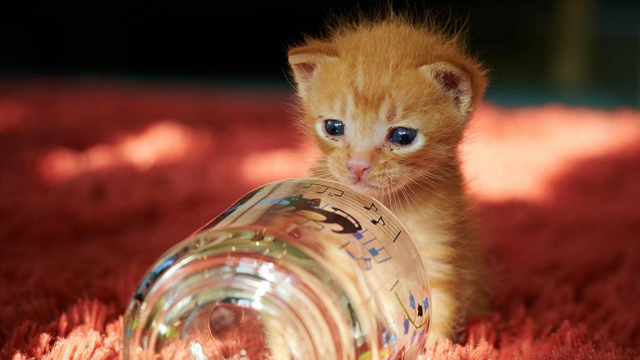 模拟器怎么玩日服_模拟器怎么玩日服手游 - 日本苹果ID - 55dz账号网