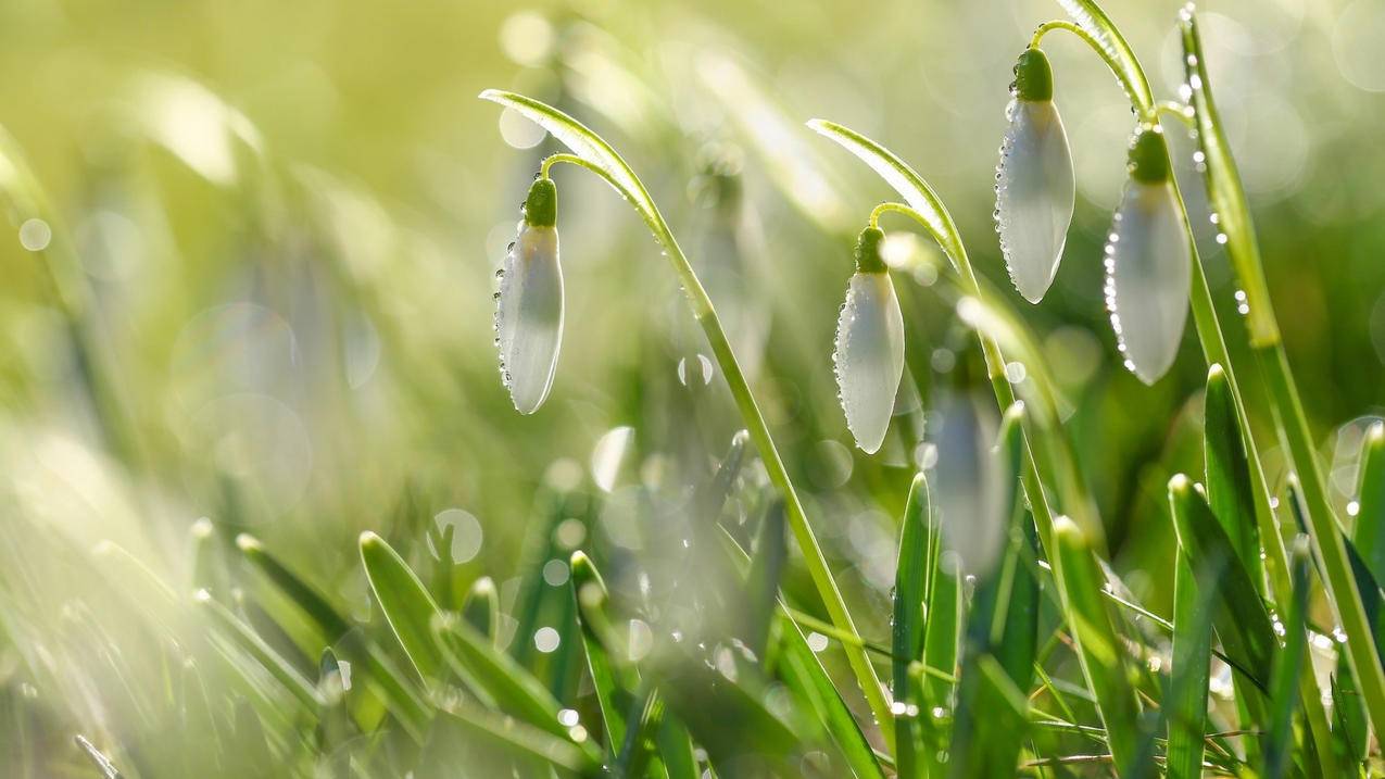 快手刷粉免费代刷网,颜柒代刷网,筷手业务平台-快手秒刷赞在线