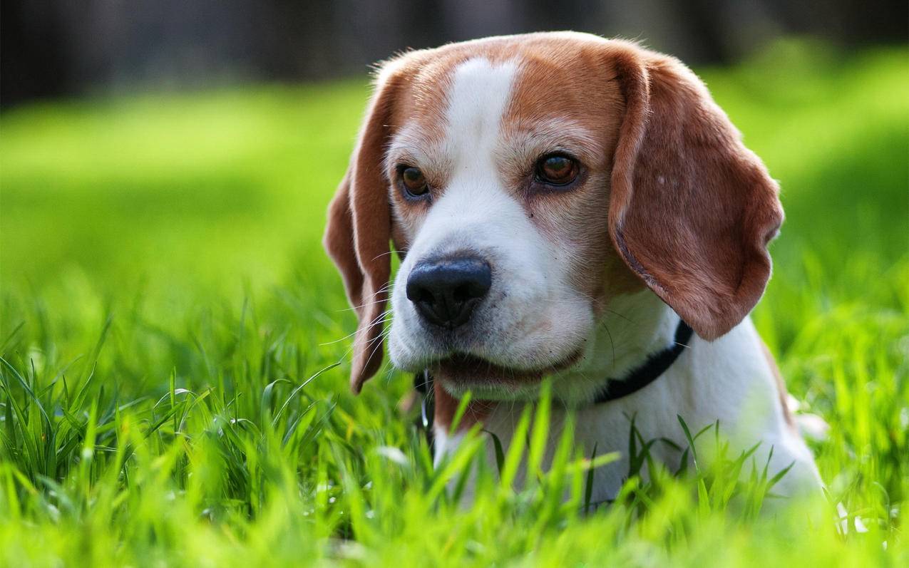 梓豪网站-兔叽代刷网