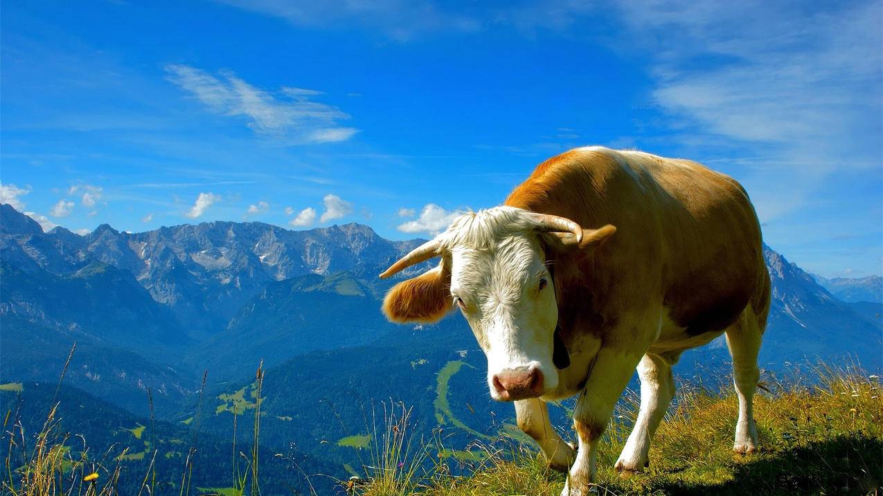 苹果手机更改appleid电话号码怎么更改_appleid的电话号码怎么改 - Apple ID相关 - 55dz账号网