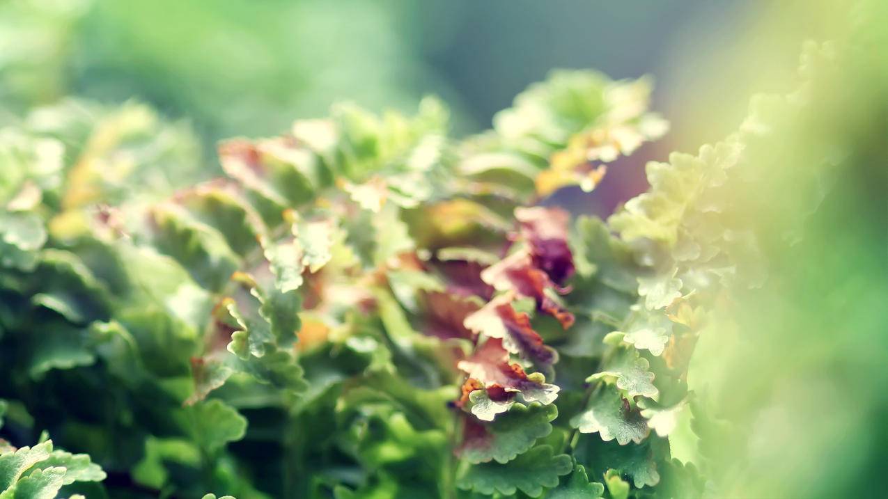 手机qq邮箱登不进去怎么办_手机登录不了邮箱怎么办 - gmail相关 - 55dz账号网