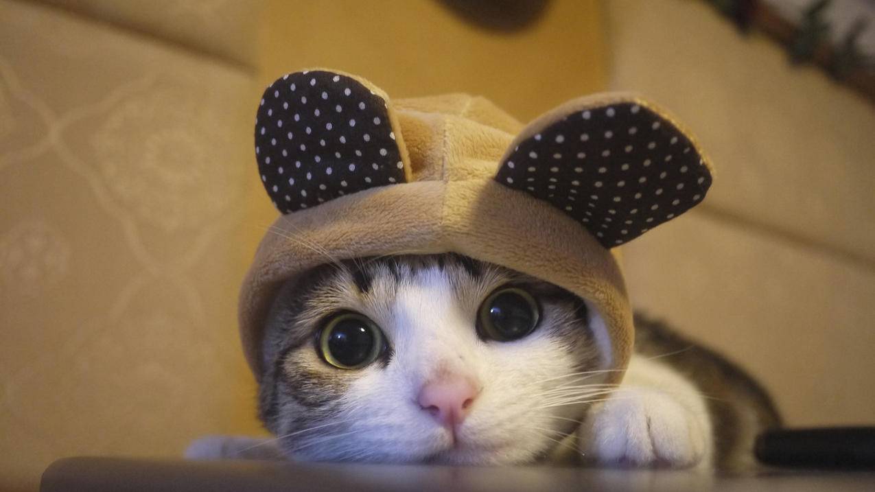 越南id账号分享202011月 - 各区苹果ID - 55dz账号网