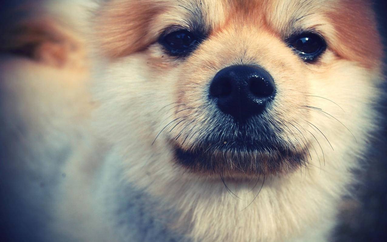 tiktok怎么刷美女_tiktok女生 - 苹果APP下载 - 55dz账号网