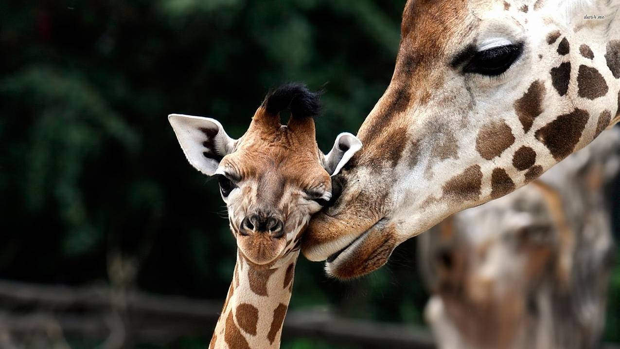 微信视屏号橱窗在哪里找 - 低价下单平台 - ks业务网